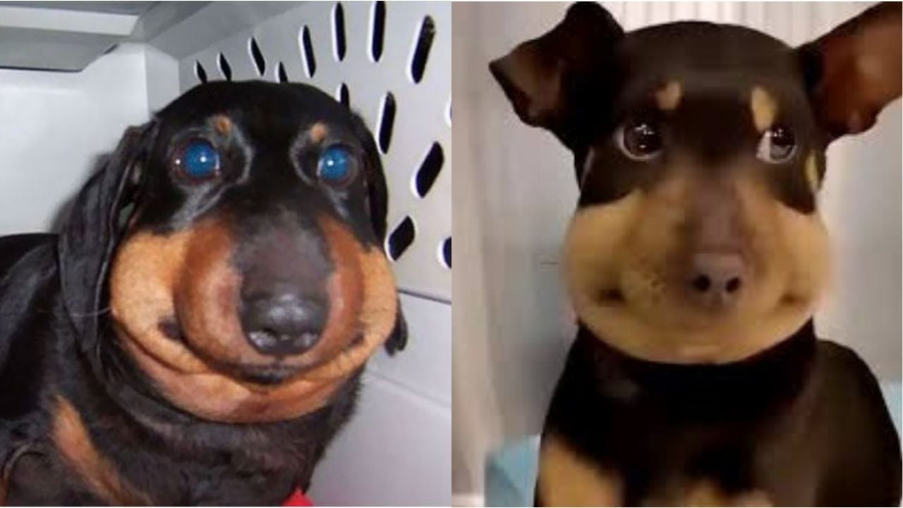 arı sokmuş sevimli köpekler