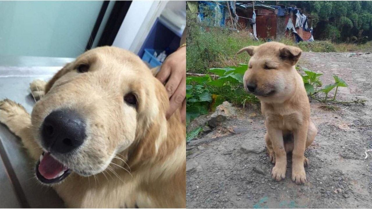 arı sokmuş tatlı köpekler