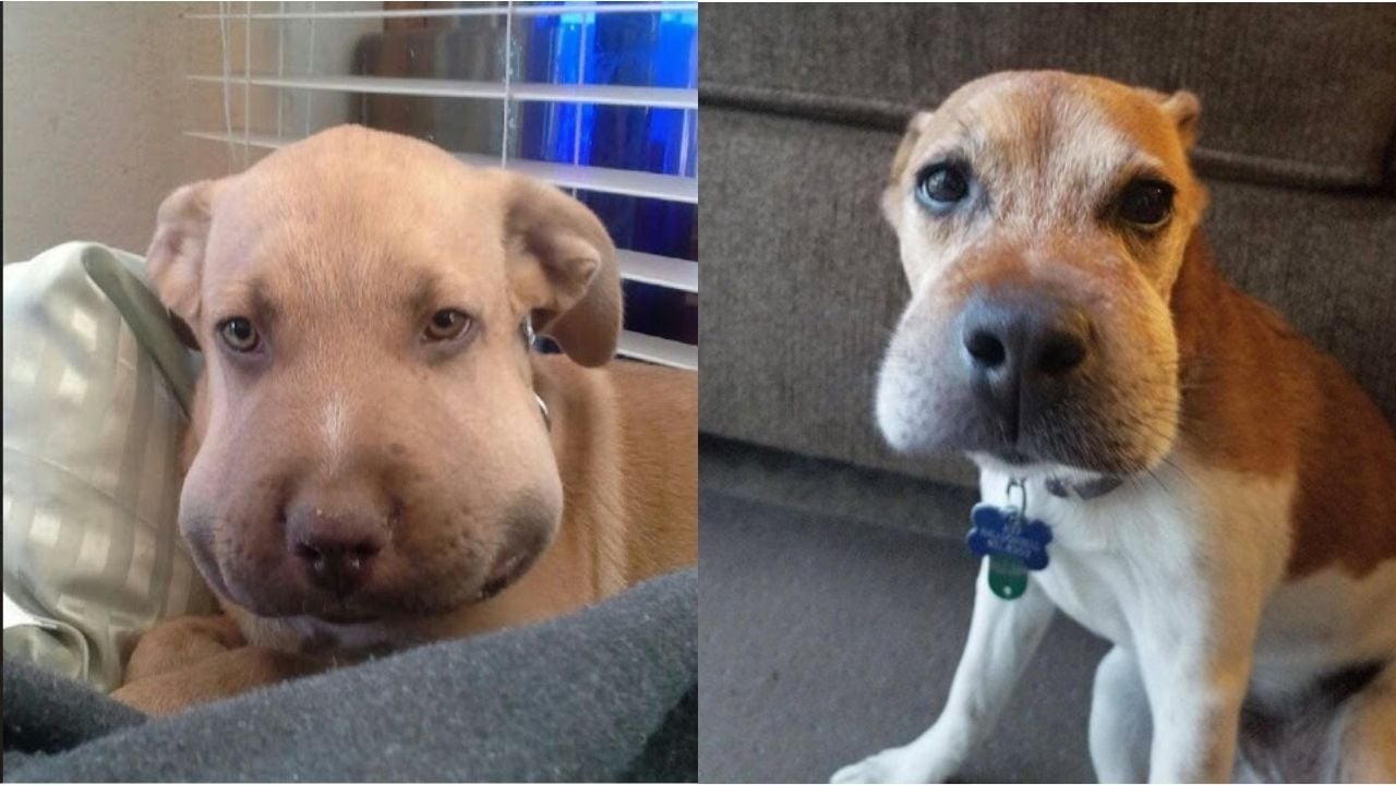 arı sokmuş şeker köpekler