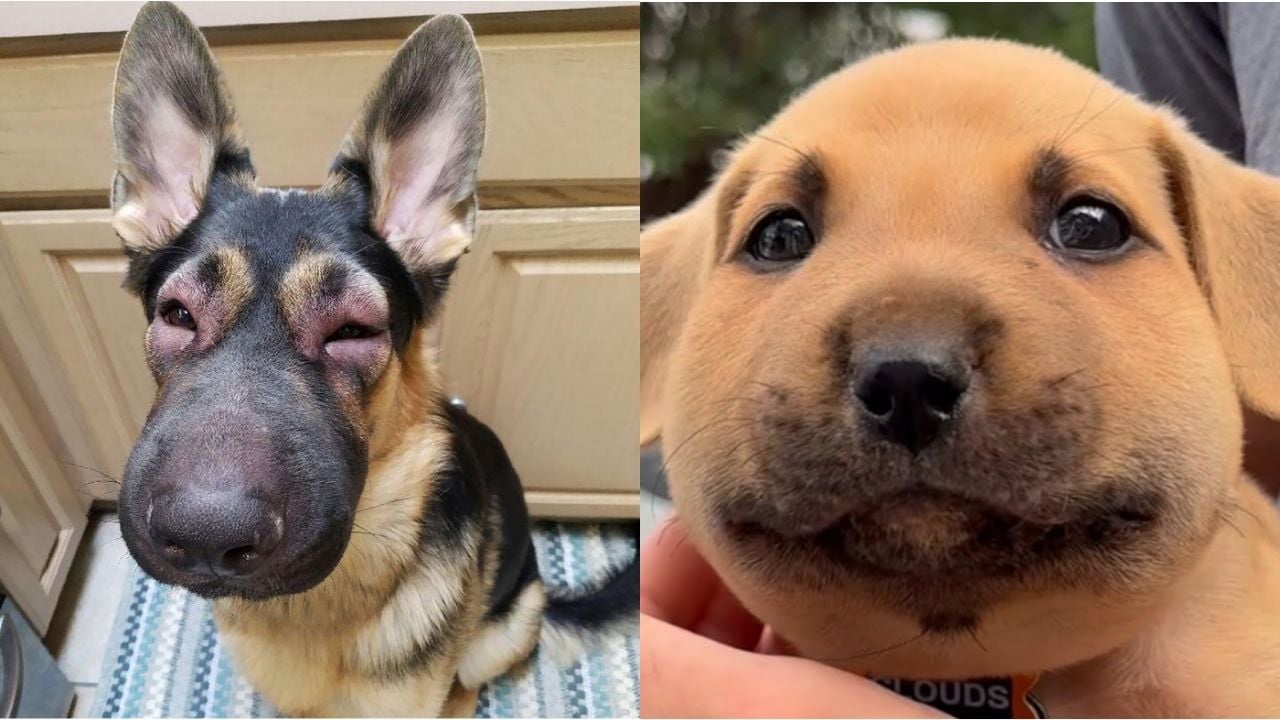 arı sokmuş komik köpekler
