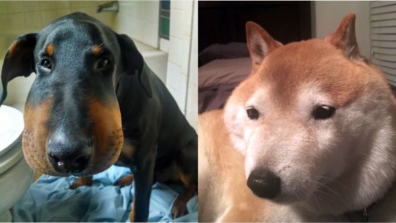 arı sokmuş burnu şişmiş köpekler