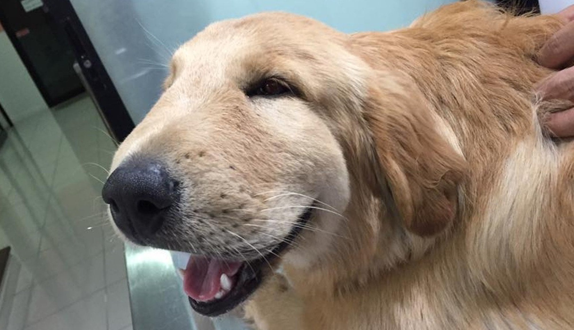 arı sokmuş golden köpek