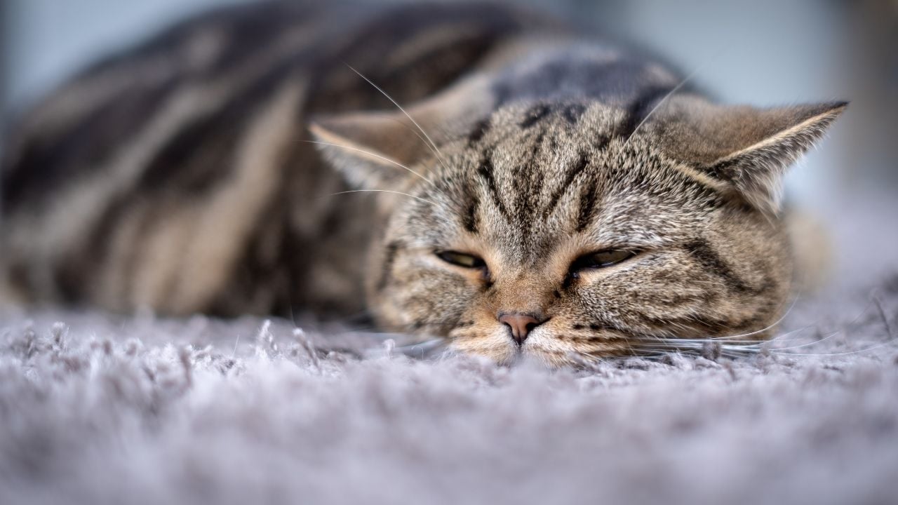 tekir kedi hasta yatıyor