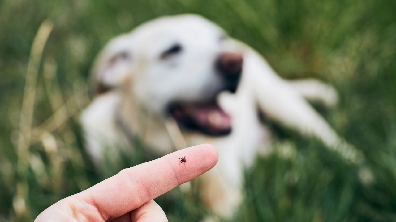 beyaz köpek ve kene