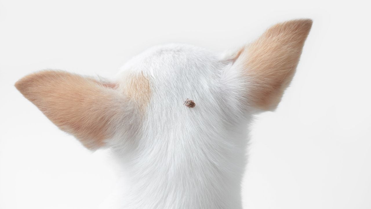 beyaz köpeğin kafasında kene var