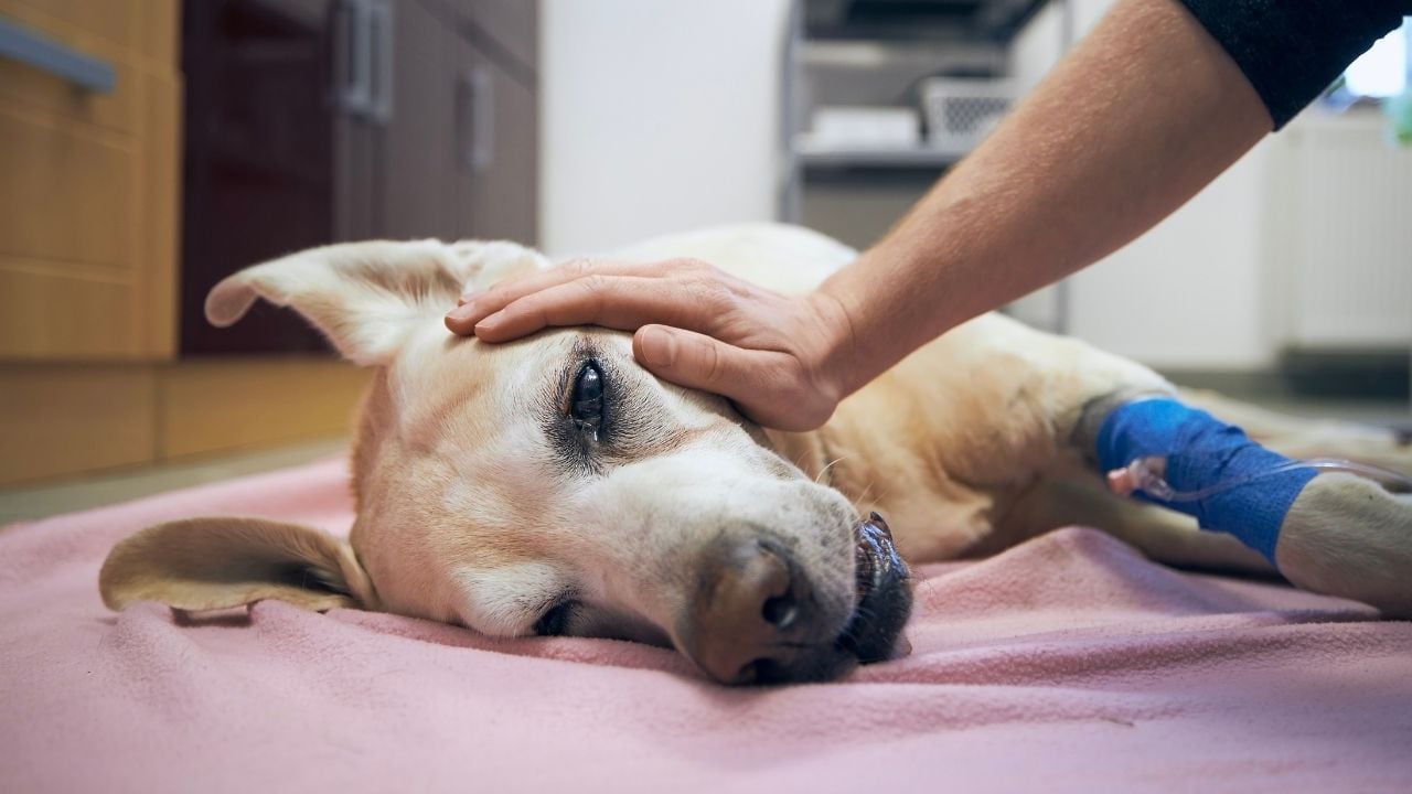 hasta köpek yerde yatıyor