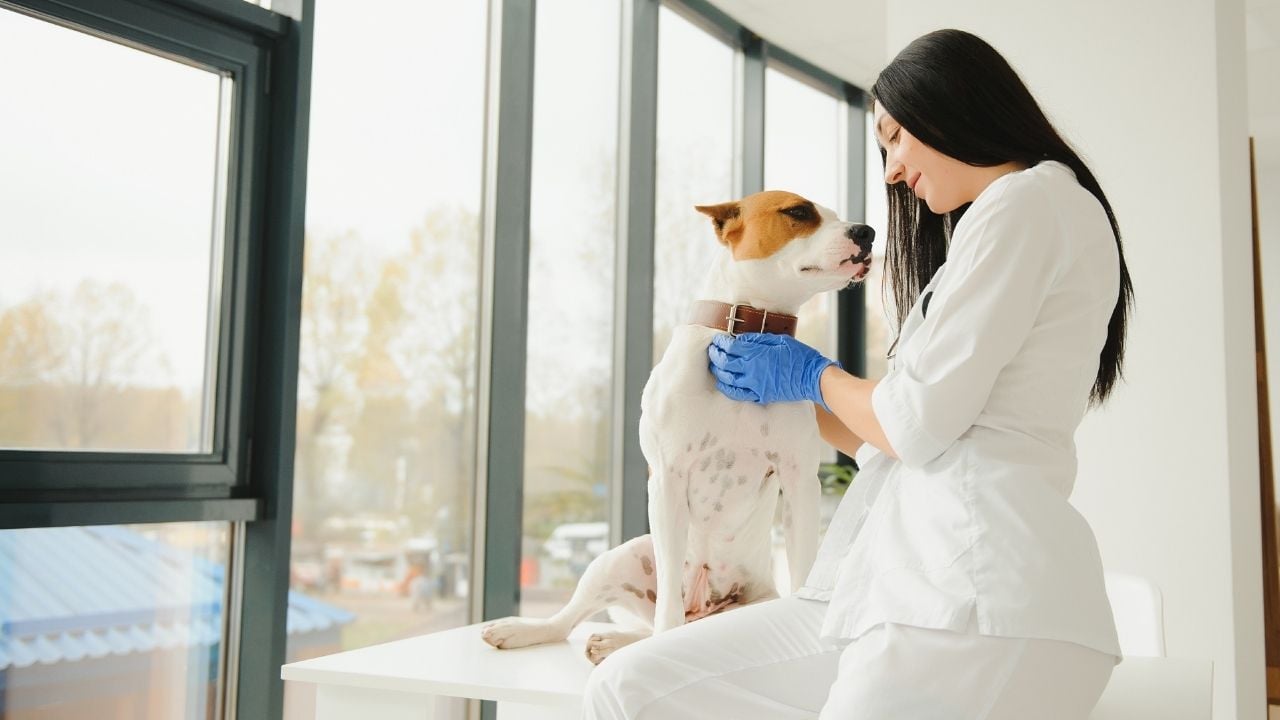 köpek veterinerde