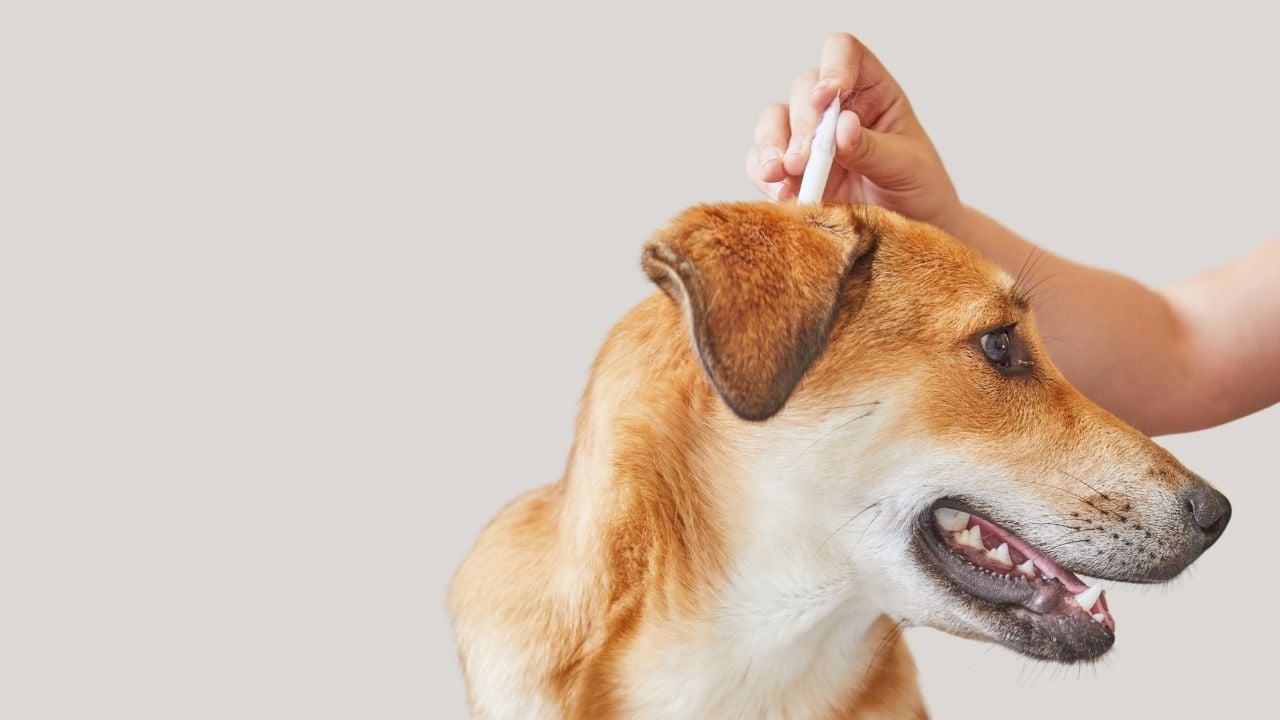köpeğe kene damlası yapılıyor