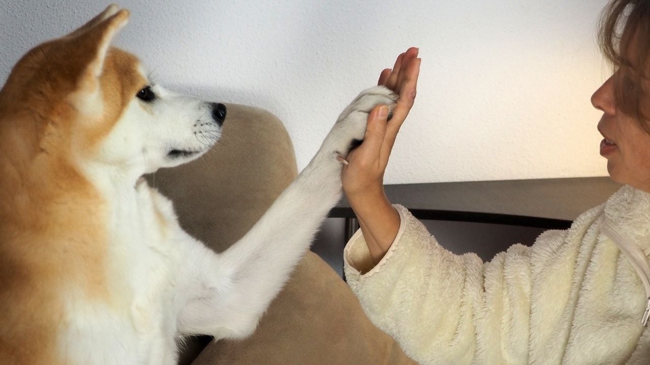 köpek ve kadın selamlaşıyor