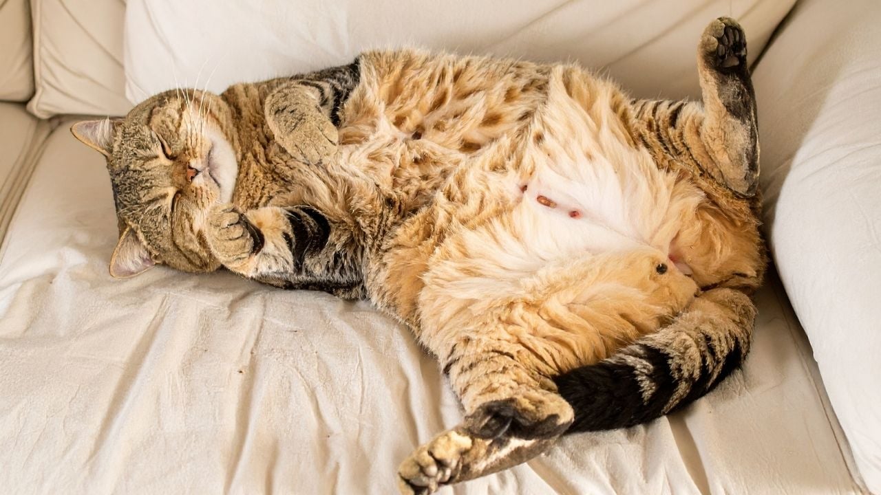 mutlu kedi uyuyor