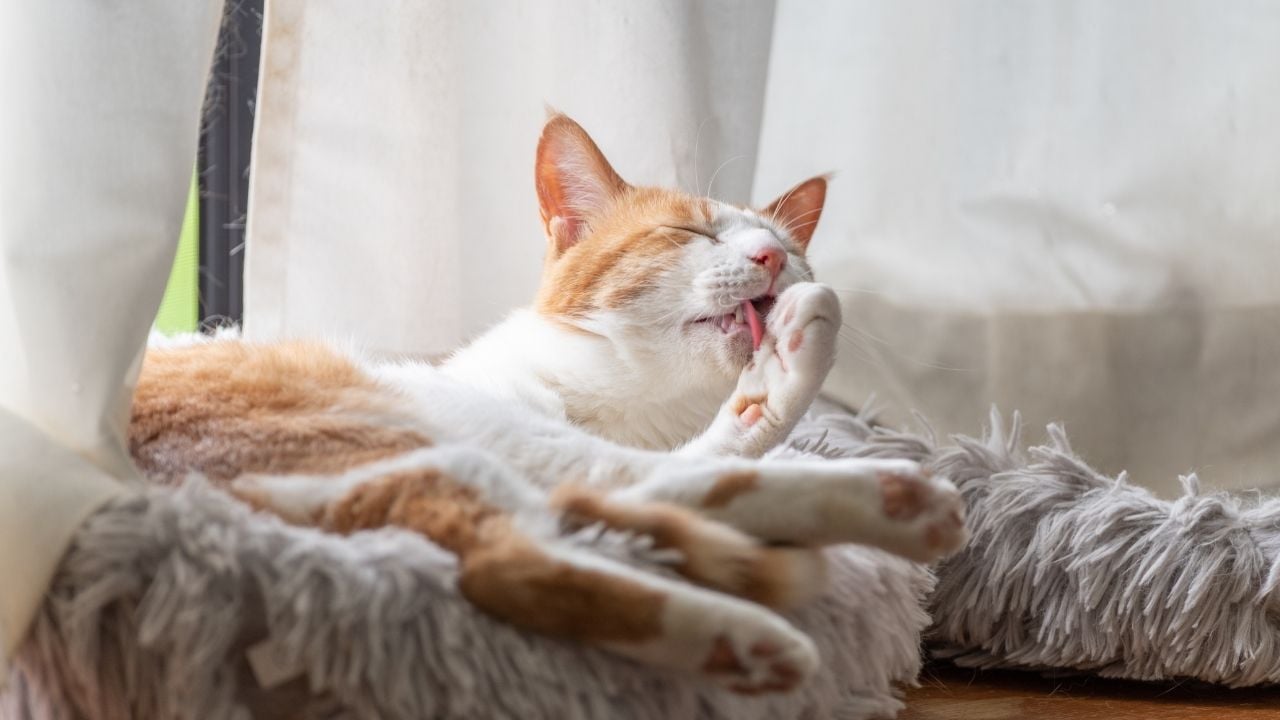 kedi yalanarak temizleniyor