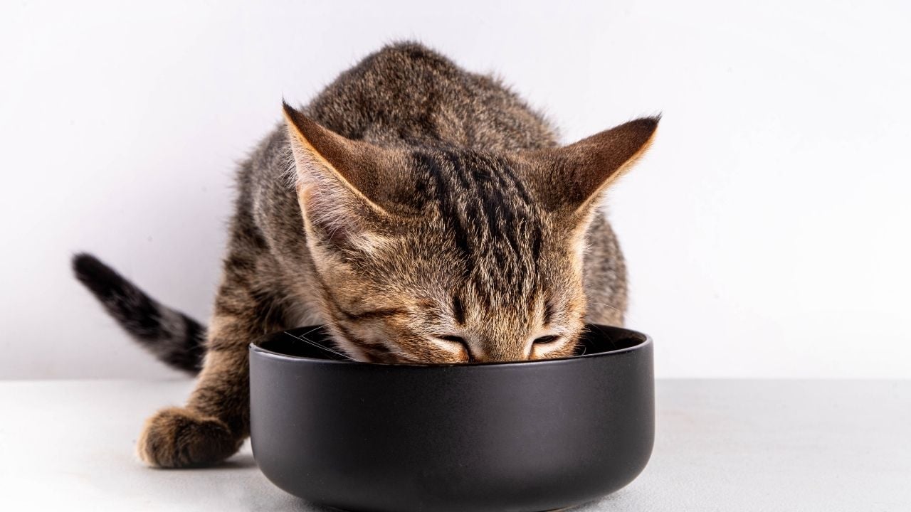 kedi mama yiyor