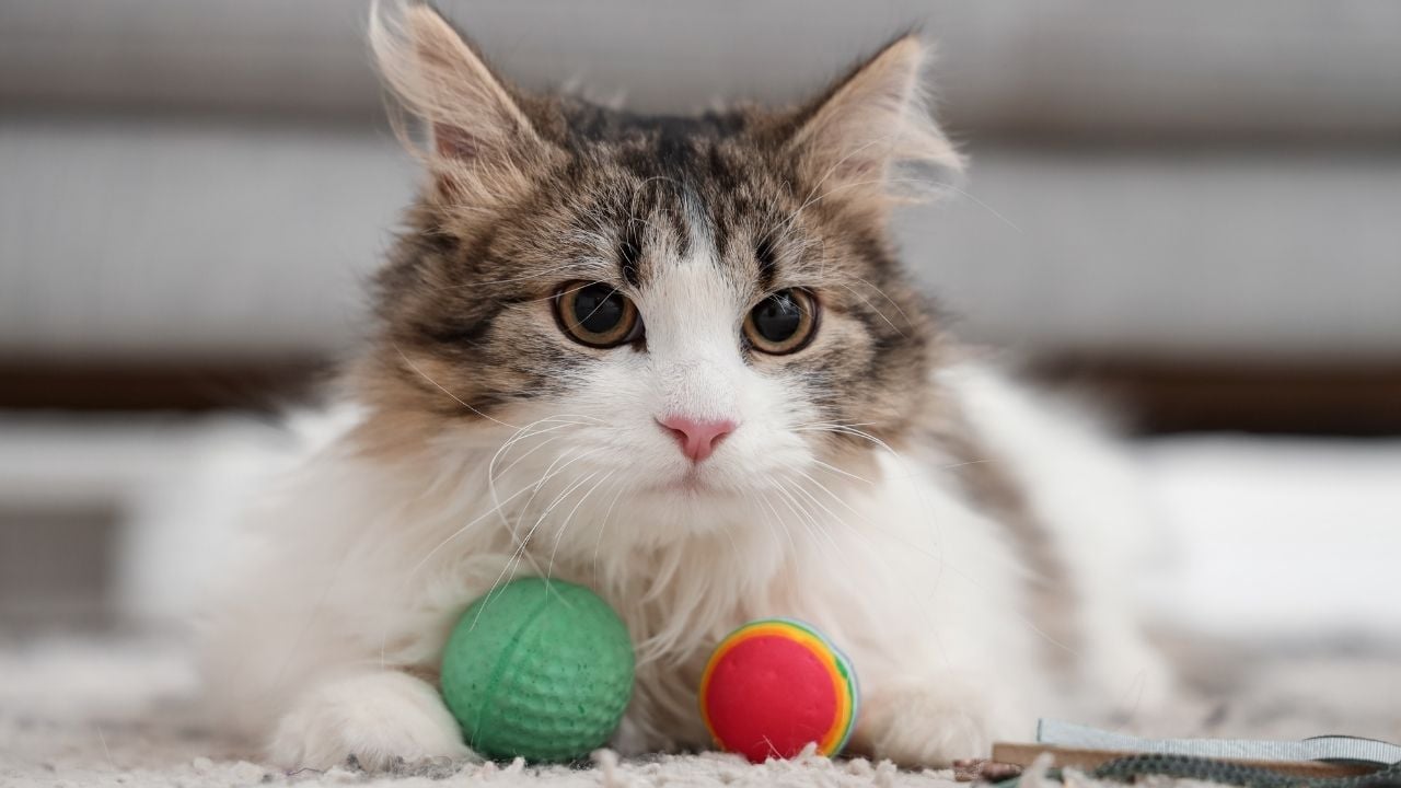 kedi ve oyuncak topları