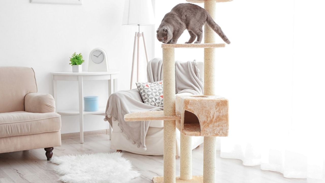 kedi yüksekte oturuyor