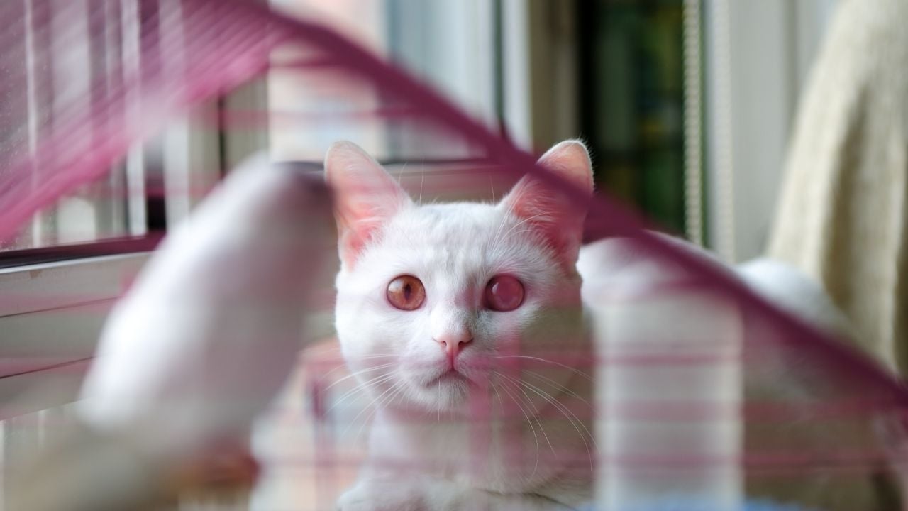 kedi kuşu seyrediyor