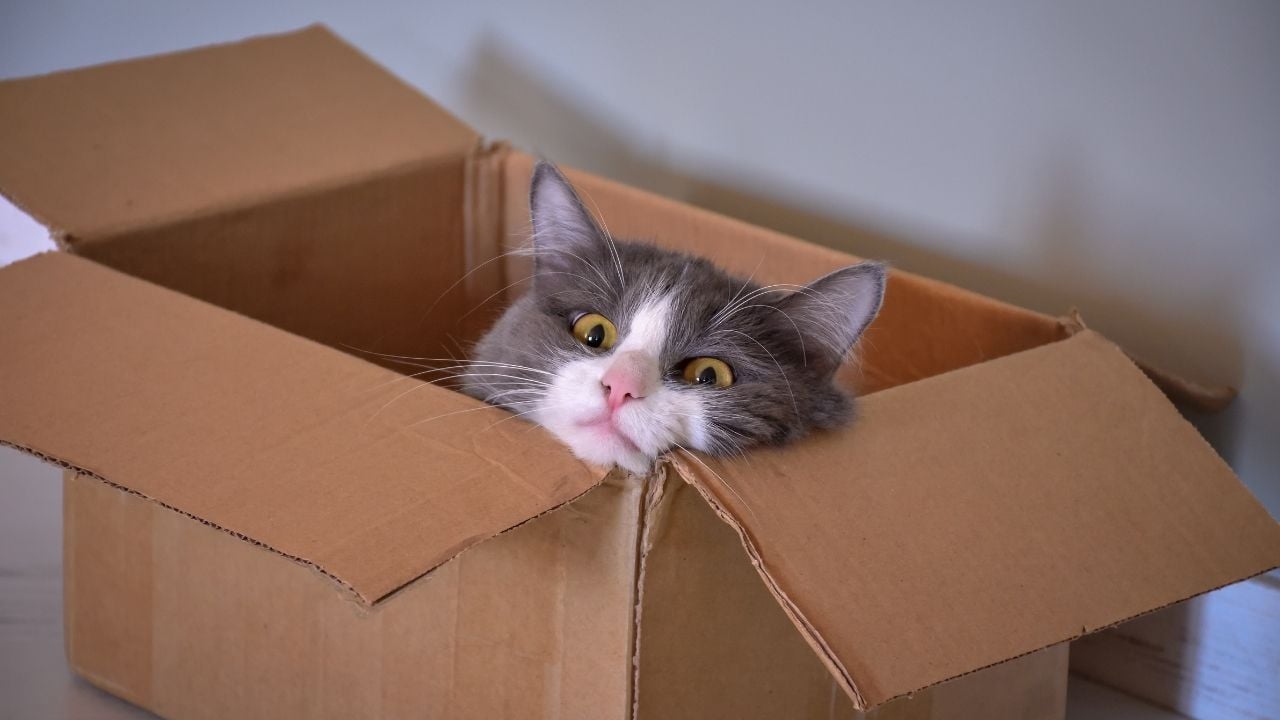 kedi boş kutuda
