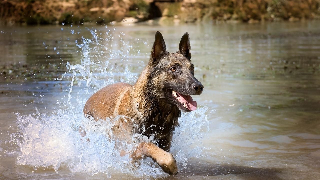 Belçika Malinois
