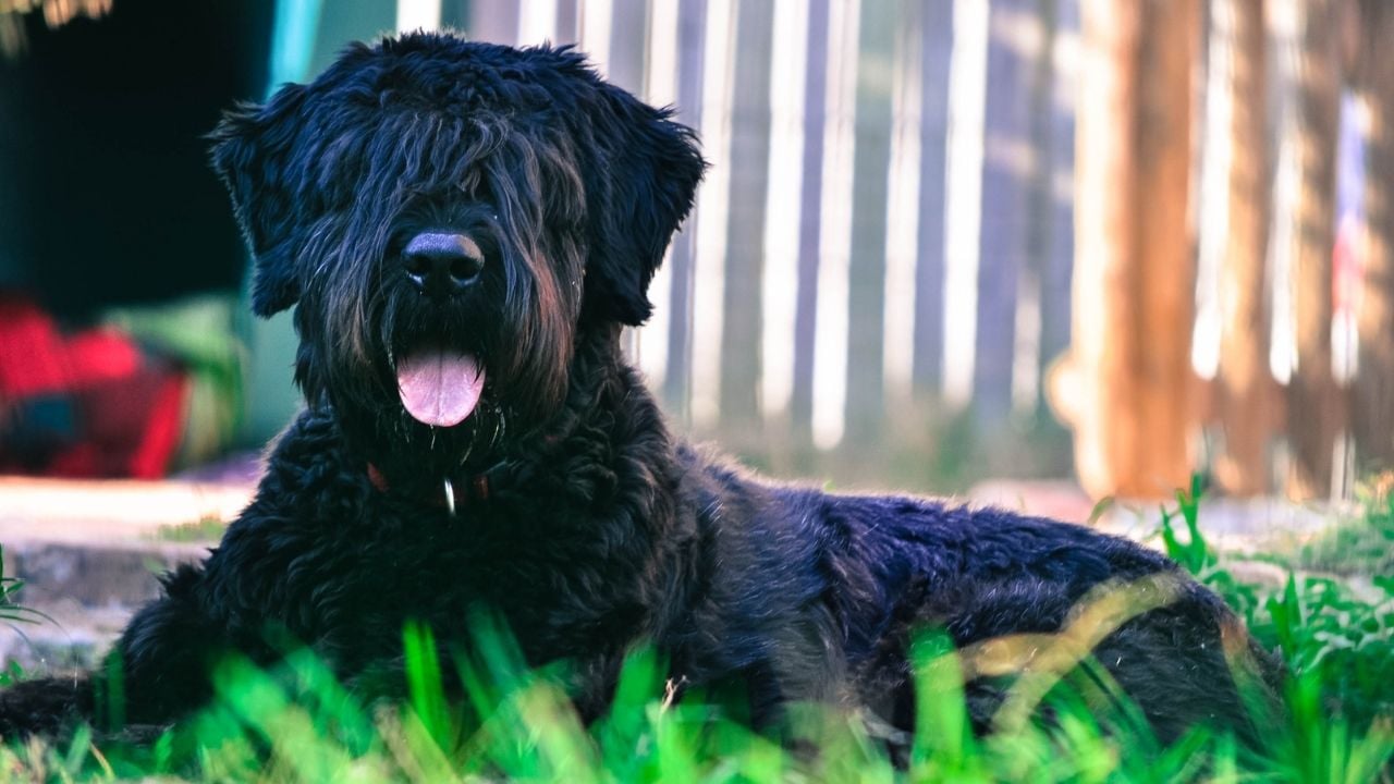 Bouvier des Flandres köpek