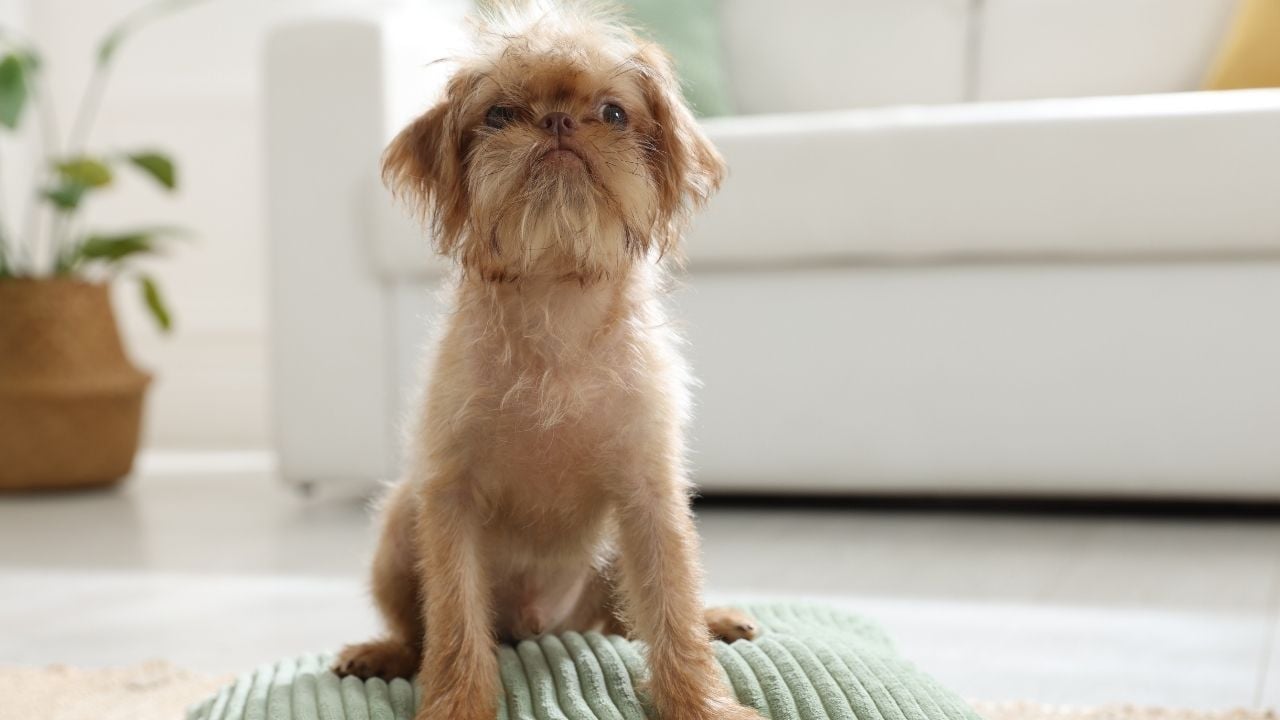 Brüksel Griffonu