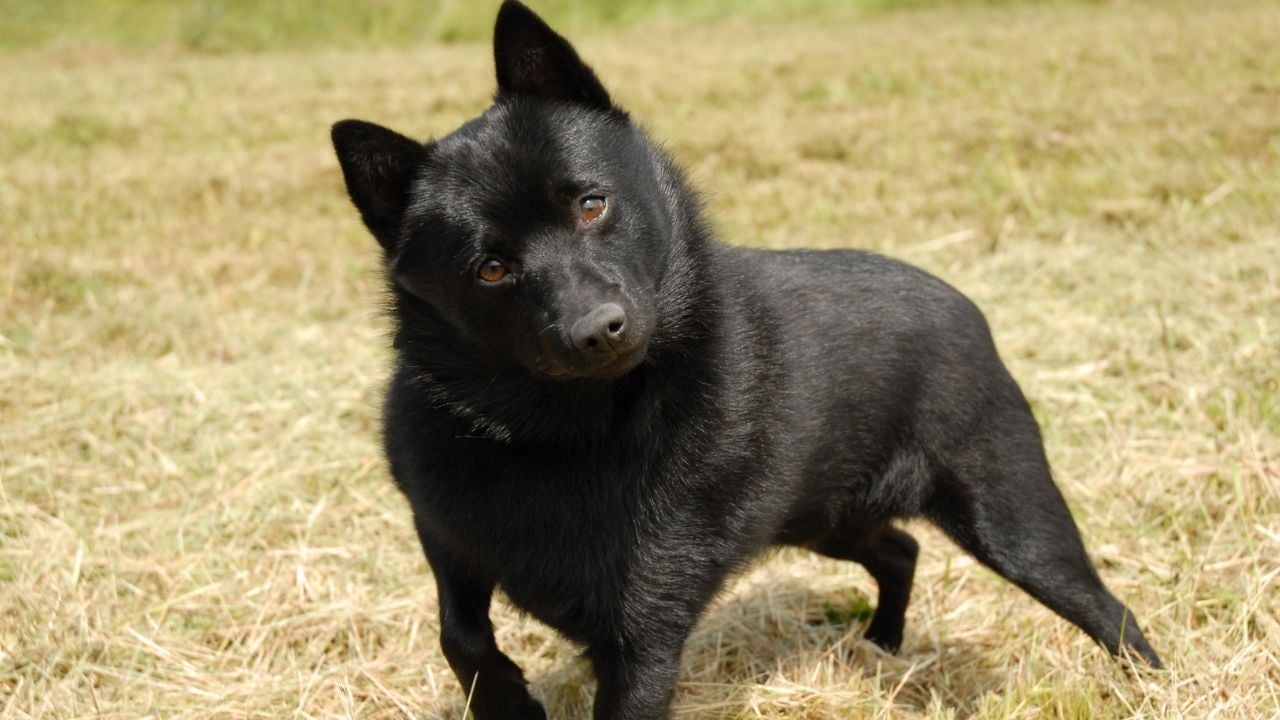 siyah Schipperke köpek