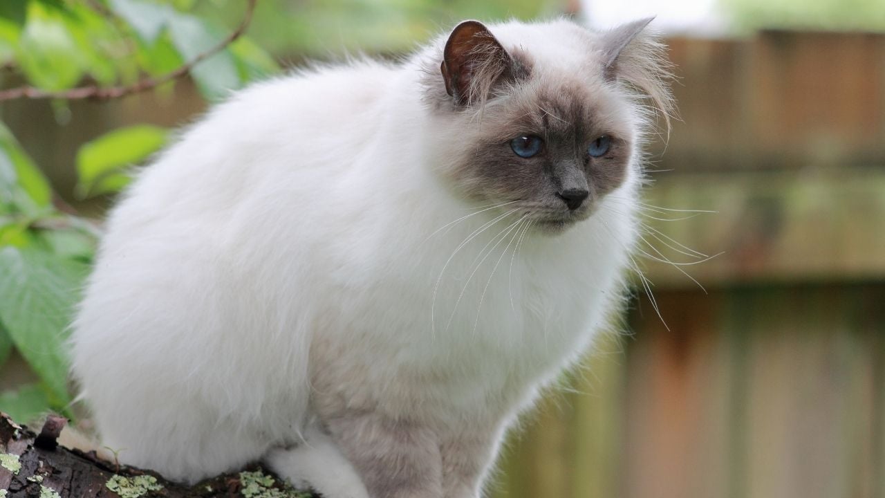 pofuduk Birman Kedisi