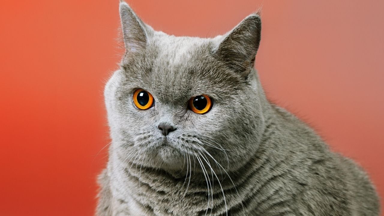 pofuduk British Shorthair