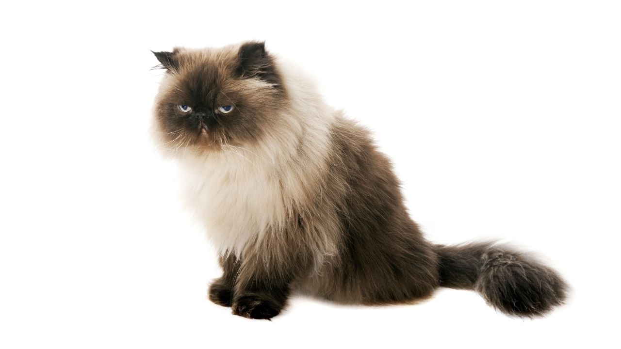 pofuduk Himalayan Kedisi