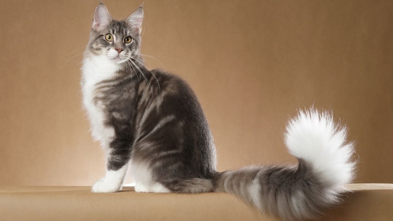 pofuduk Maine Coon