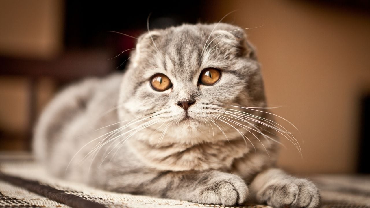 pofuduk Scottish Fold