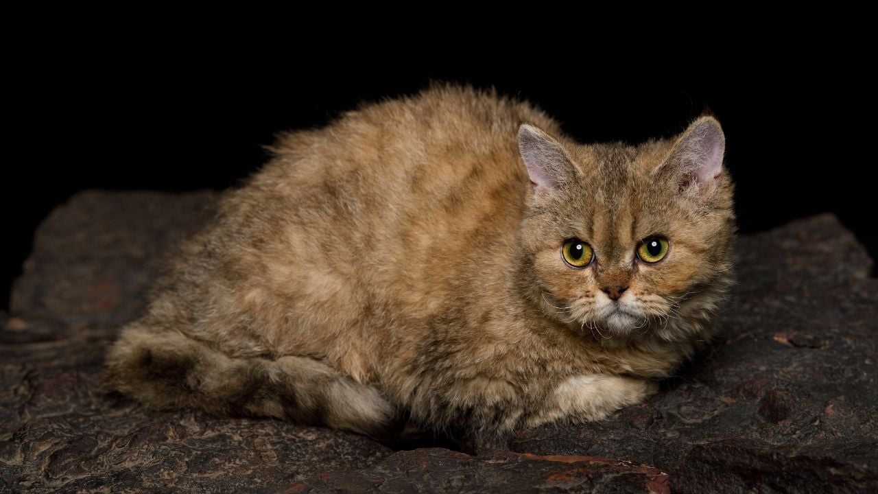 pofuduk Selkirk Rex