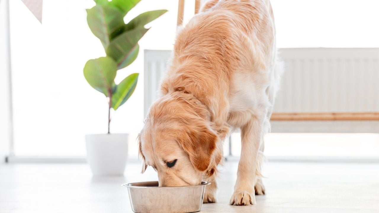 golden köpek mama yiyor