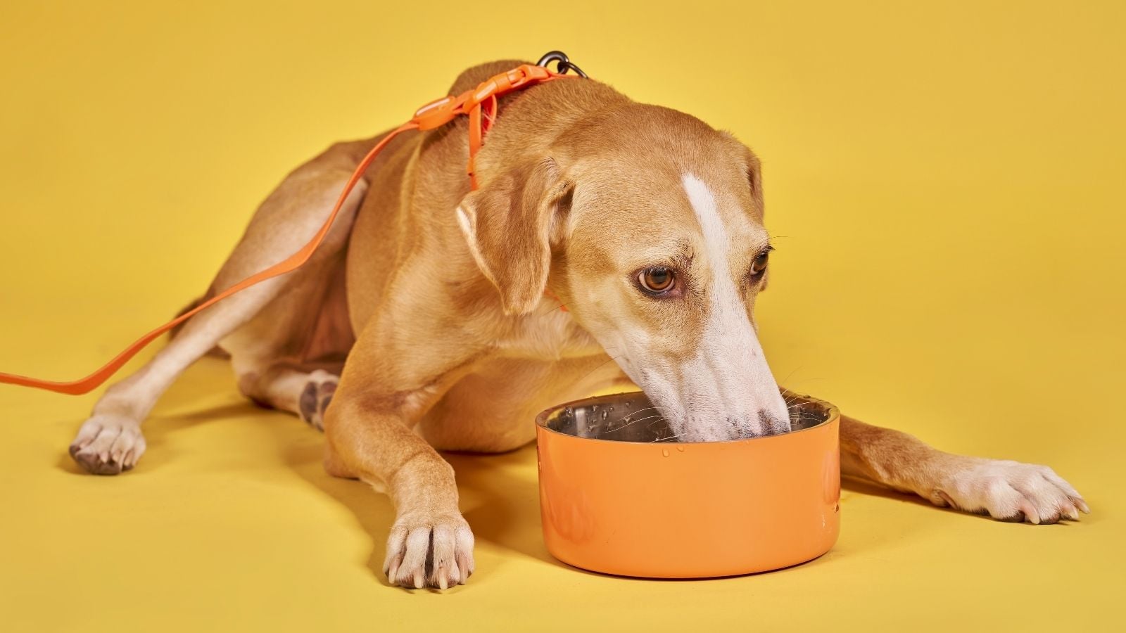 köpek yerde yatıp mama yiyor