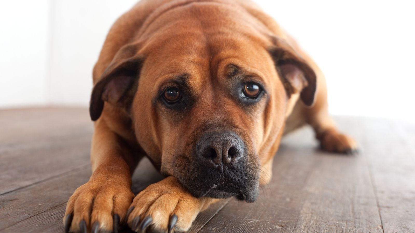 üzgün kahverengi köpek