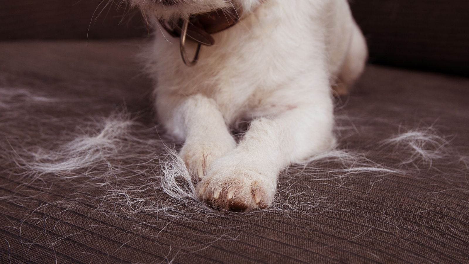 tüyleri dökülen beyaz köpek