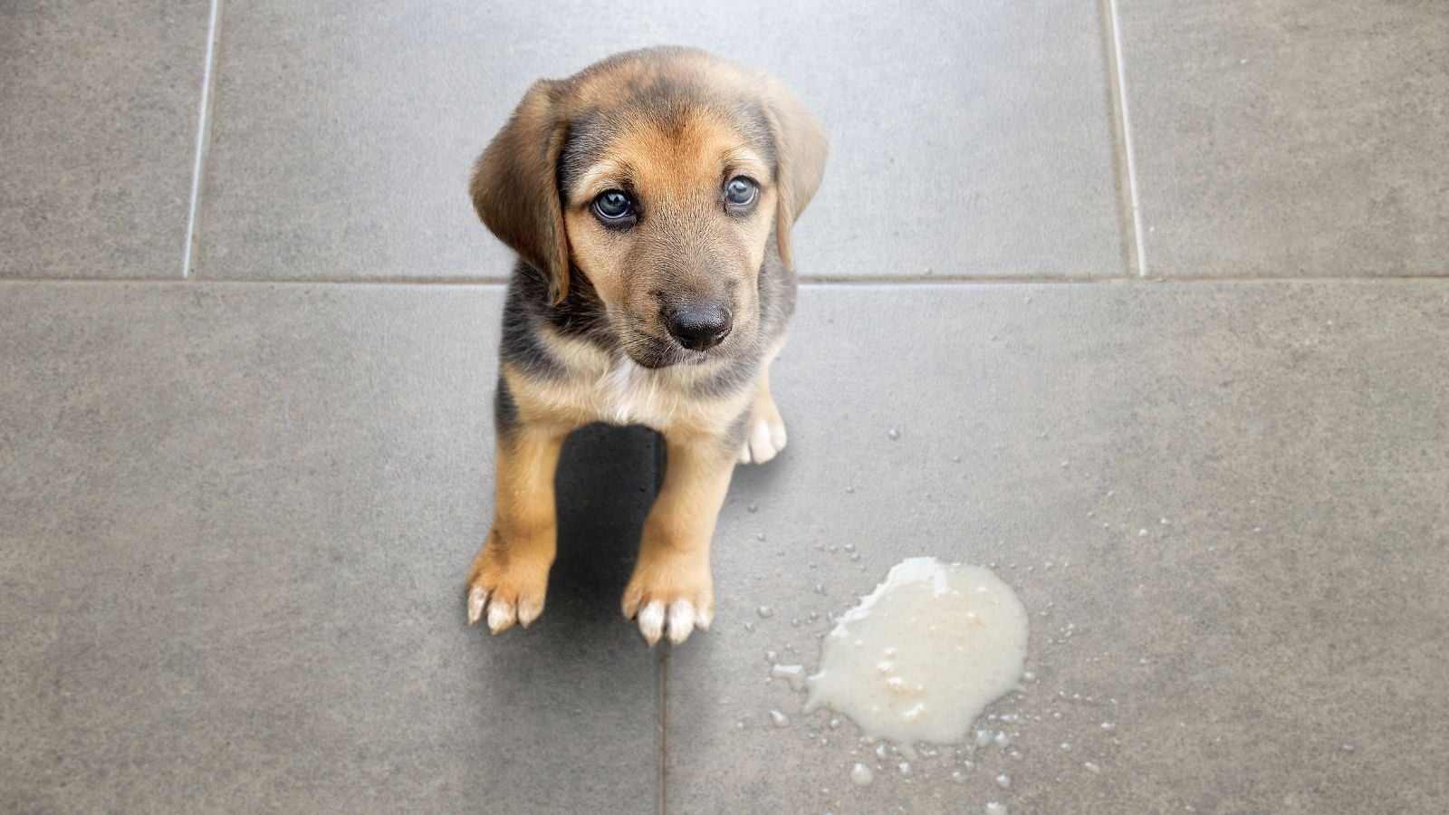 yavru köpek kusmuş