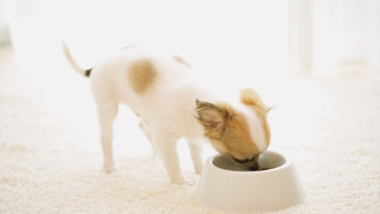 köpek mama yiyor