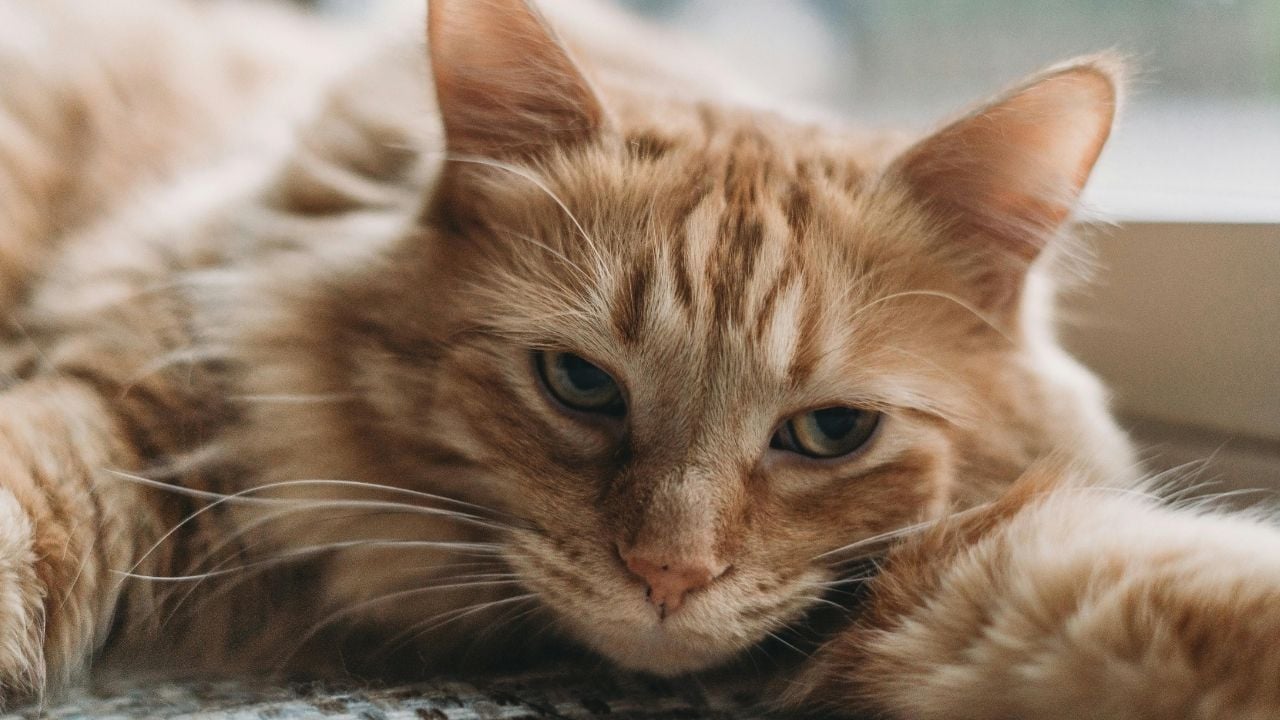sarı uzun tüylü sevimli kedi