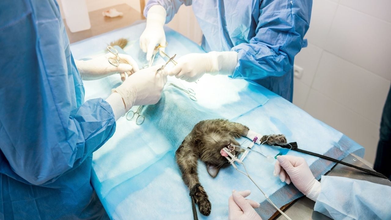 kedi, kısırlaştırma ameliyatında