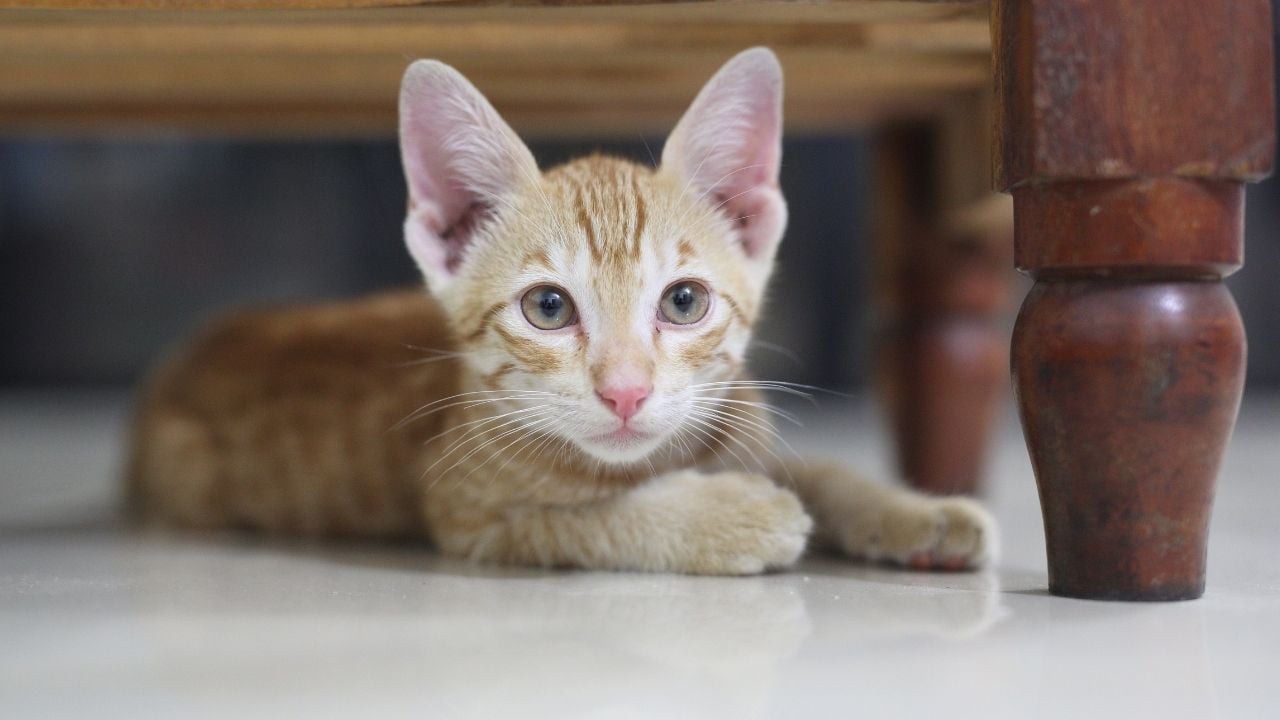 yavru sarı kedi