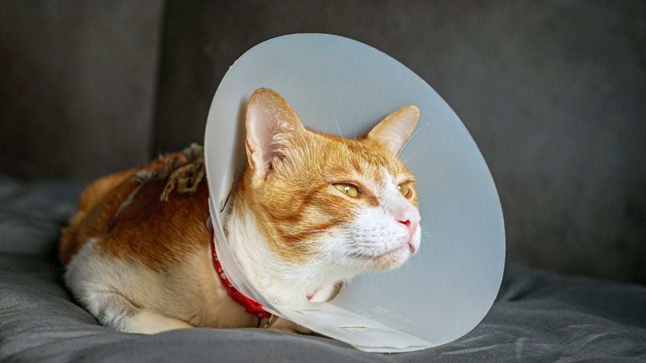 sarı beyaz kedi