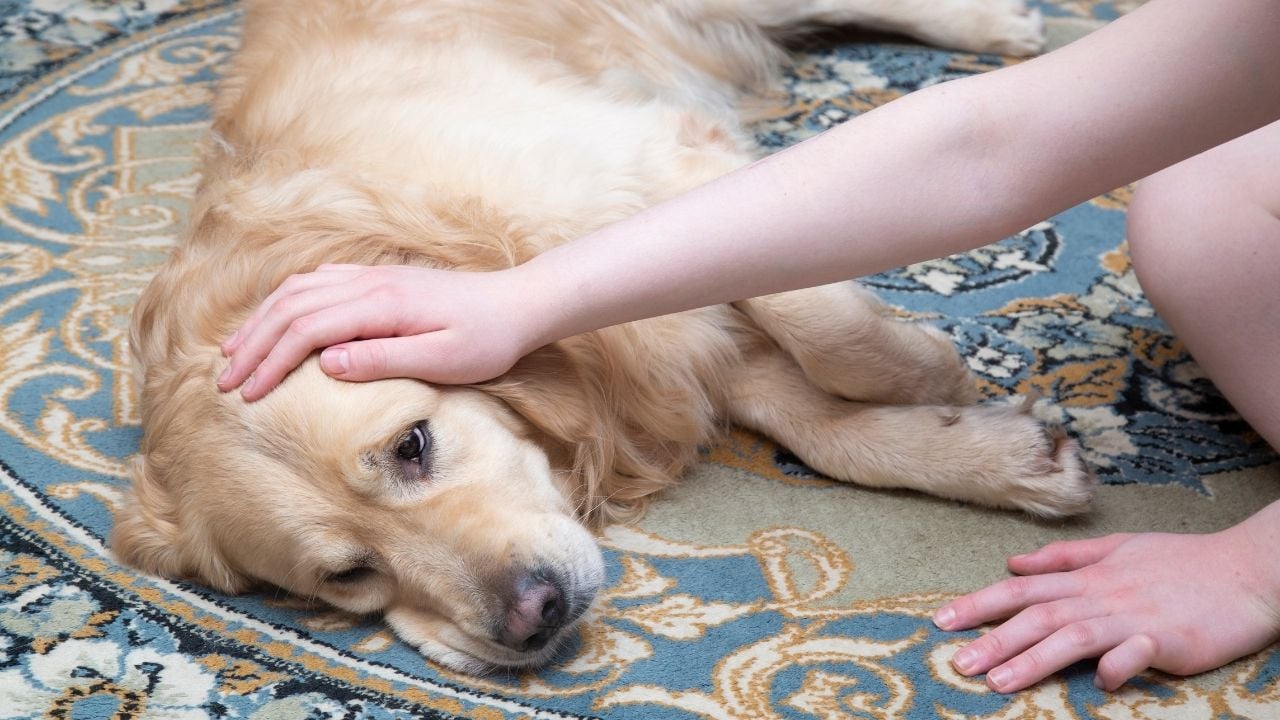 hasta bir golden köpek