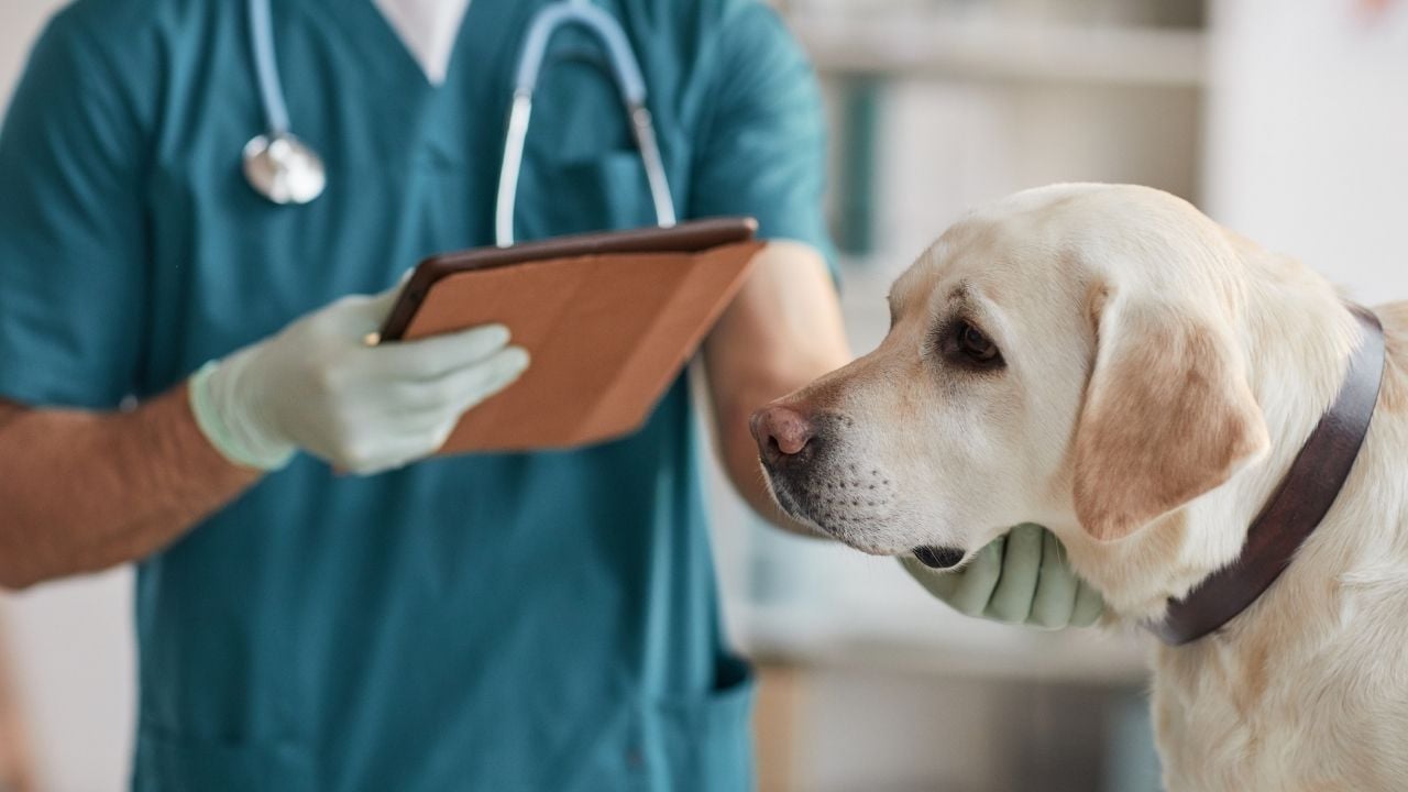 hasta köpek veterinerde