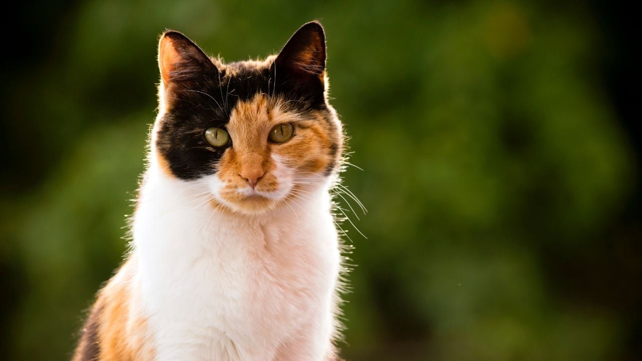 calico kedi, yeşil alanda