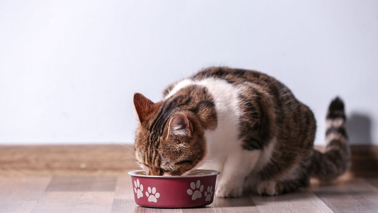 kedi bir şeyler yiyor