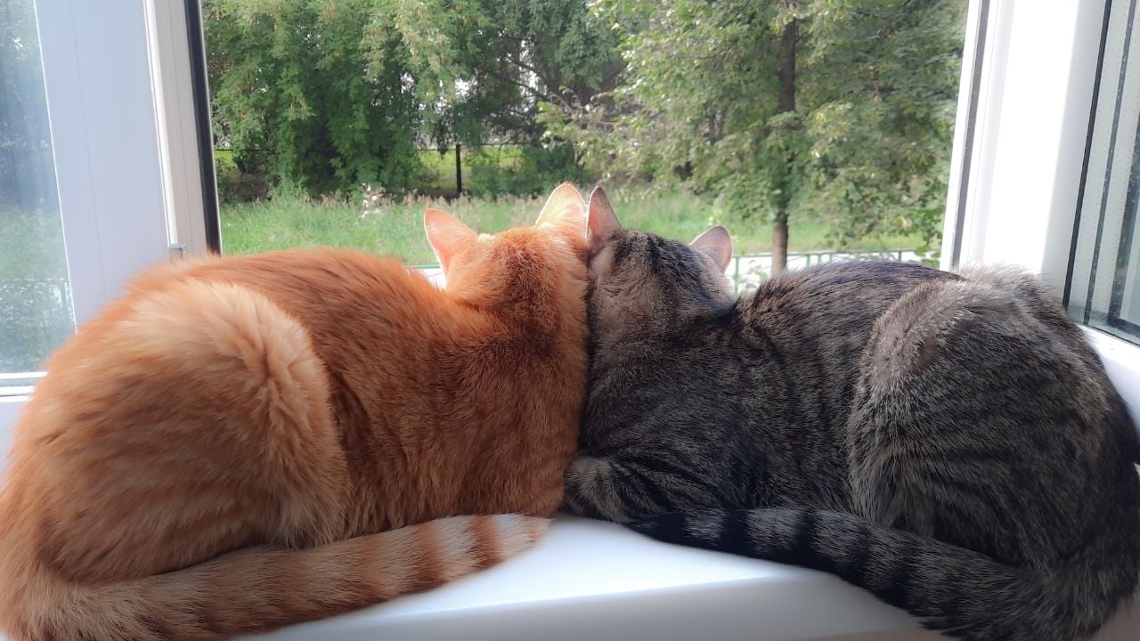 sarman kedi ve tekir kedi yan yana dışarı bakıyor