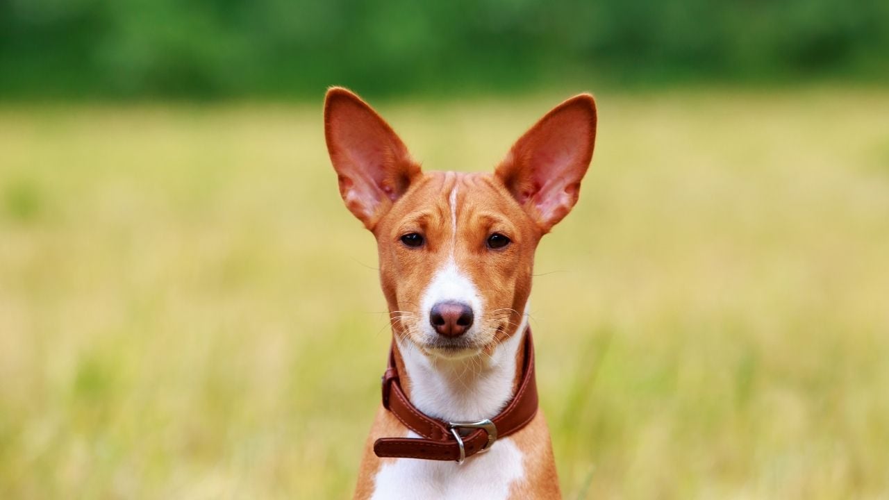 kısa tüylü köpek cinslerinden olan basenji