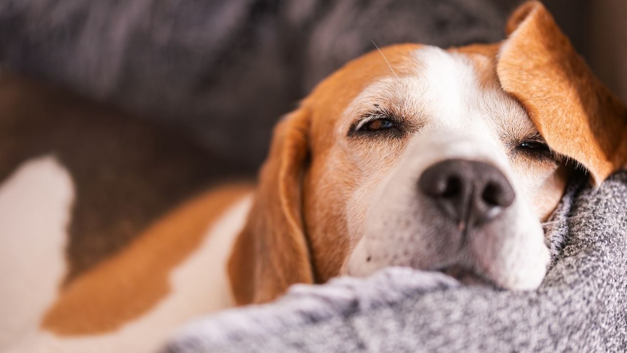 kısa tüylü köpek cinslerinden olan beagle