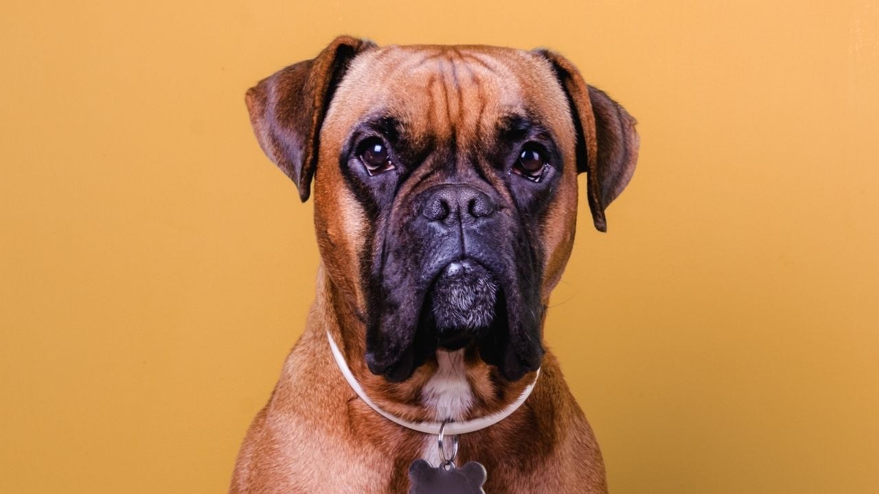 kısa tüylü köpek cinslerinden olan boxer