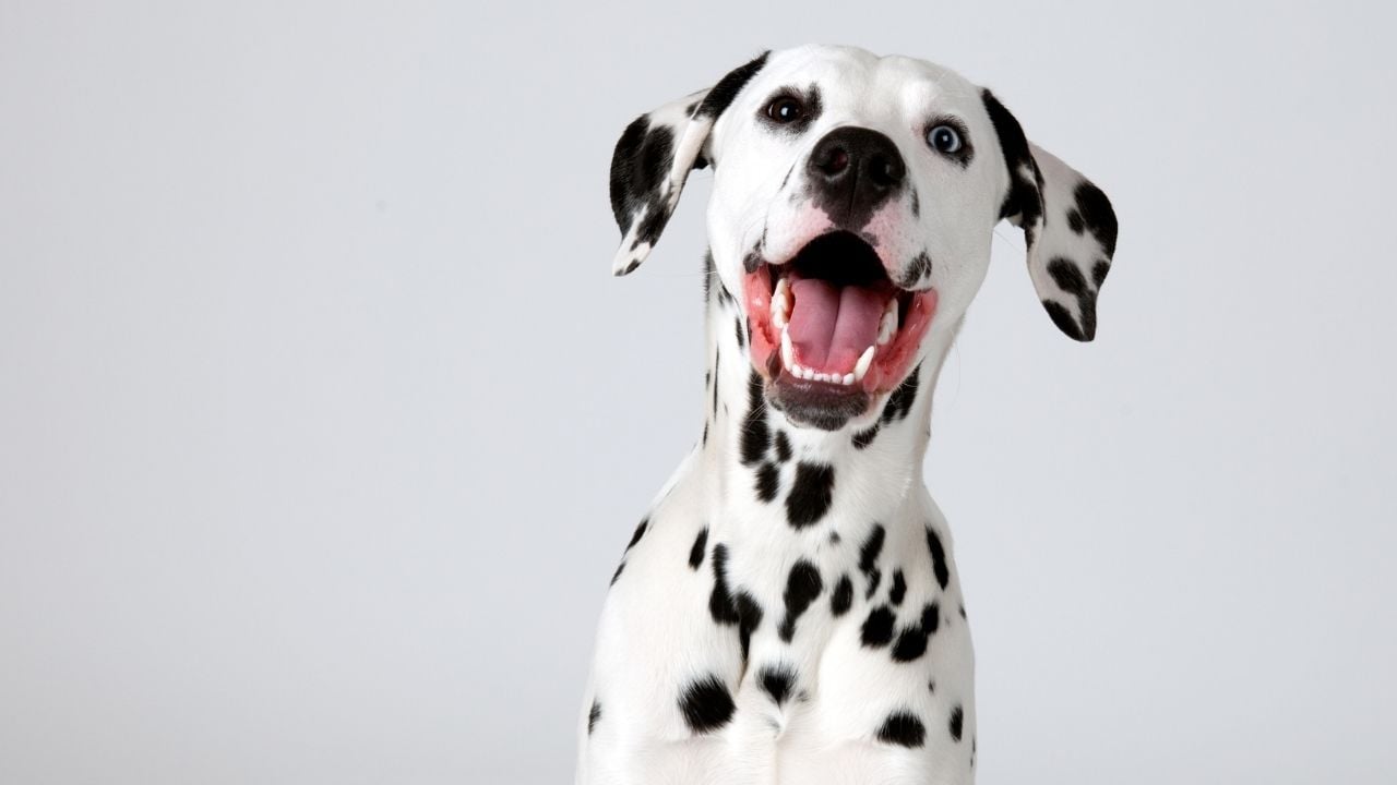 kısa tüylü köpek cinslerinden olan dalmaçyalı