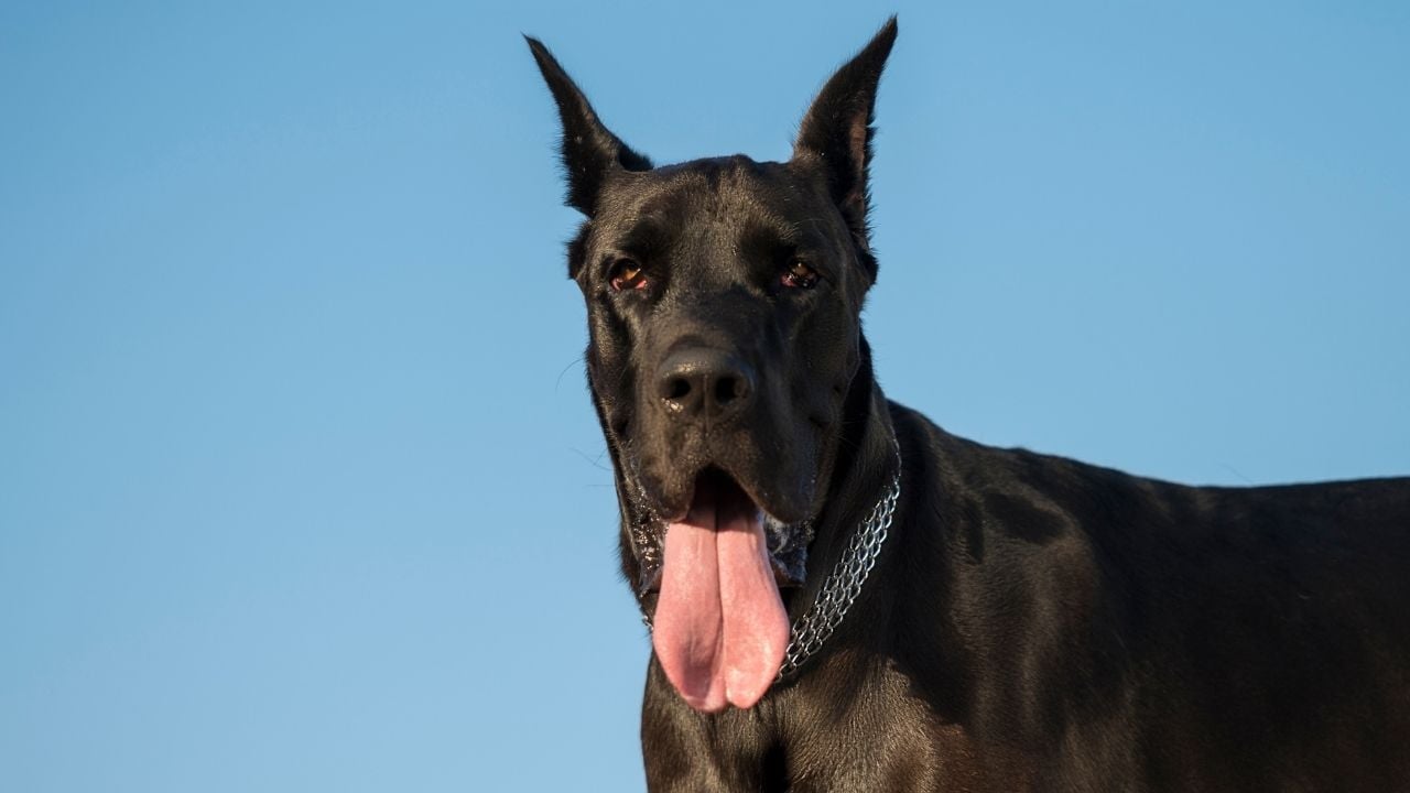 kısa tüylü köpek cinslerinden danua